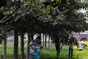 郑州市民“各显神通”疯狂采摘路边观赏枇杷
