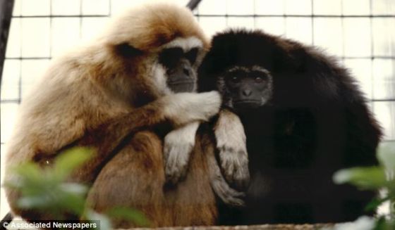 慎入！贵妇版郭德纲惊为天人