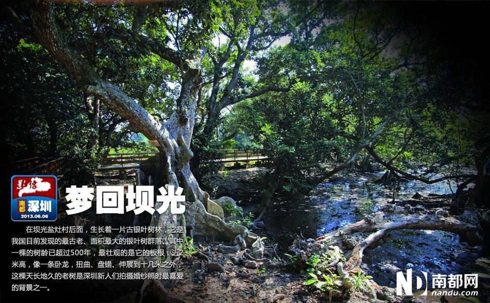 生长着一片古银叶树林,它是我国目前发现的最古老,面积最大的银叶树