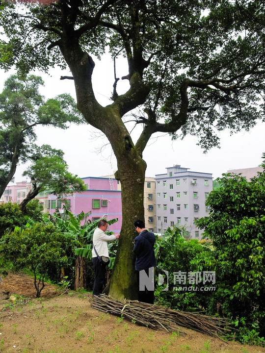 其中夹杂的两棵野生山竹和一棵铁冬青体型