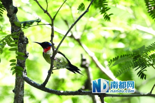 2013年罗浮山动植物科学考察报告谱系鸟篇 在神秘的罗浮山图片