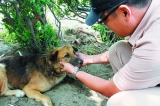 台湾士兵铁棒殴打流浪狗发泄不满 军队表态惩处