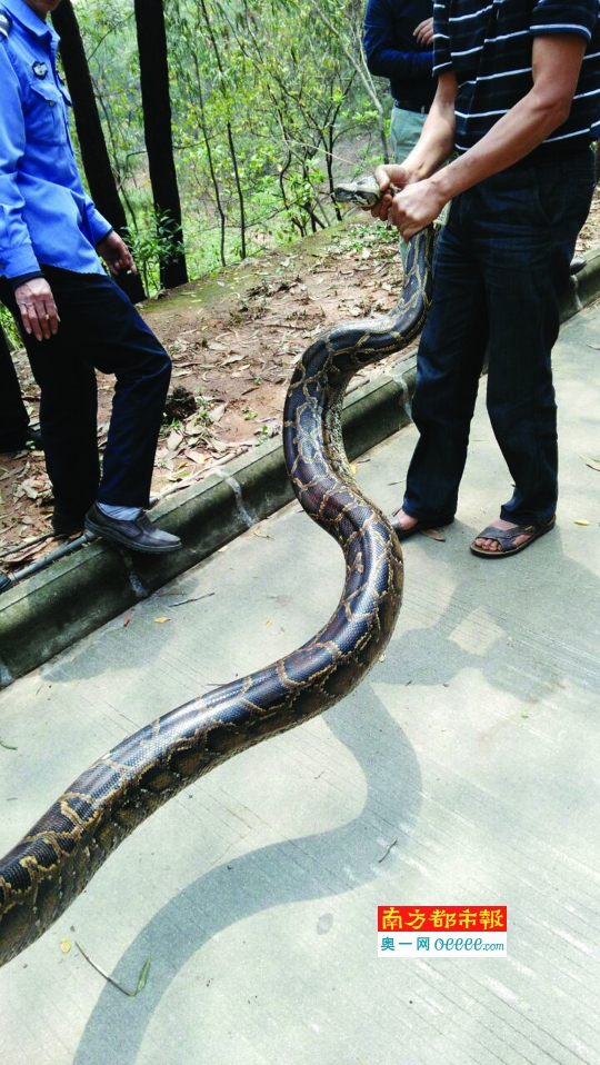 东莞2米长巨蟒公园晒太阳 蛇王出动制服蛇精