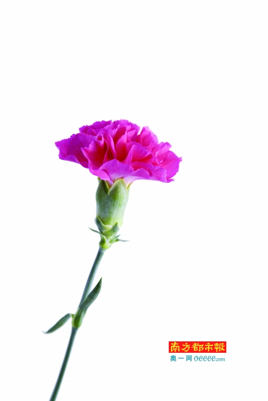 <em>没钱没女朋友</em>,怎么让娘高兴过节?_社区通_奥一