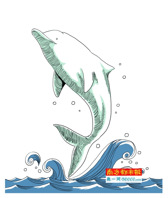 东平河现中华白海豚 淡水中仅能坚持三天