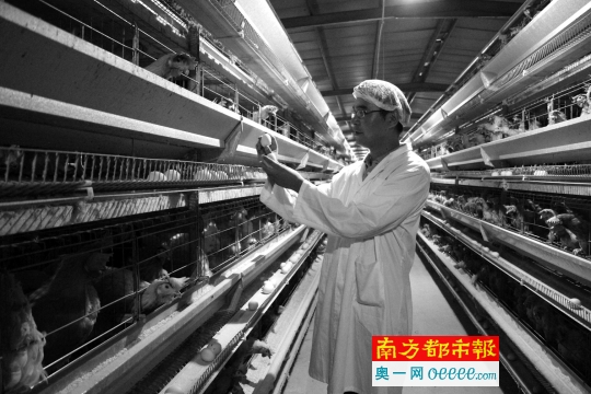 1人养5柑桔鸡文胸患癌农博有答小胸平胸万只图片