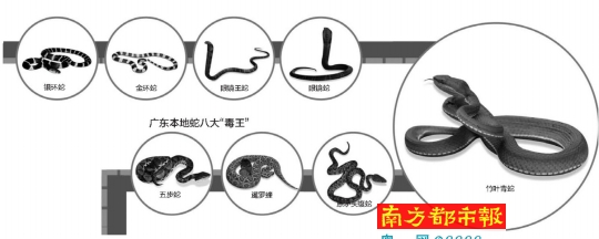 南都科学|深圳10天接蛇咬报警8宗,关于蛇,你需