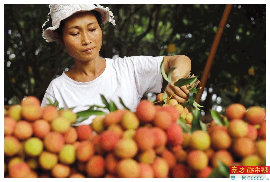 茂名荔枝种植历史悠久。