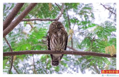 广州天河公园,国家二级重点保护动物斑头鸺鹠。