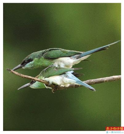 2020年首次在深圳发现蓝喉蜂虎。
南都拍客 蔡德基 摄