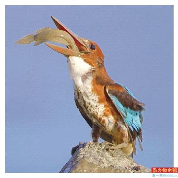 深圳湾,白胸翡翠鸟吞食弹涂鱼。
南都拍客 罗艺 摄