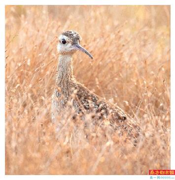 茂名博贺湾,小杓鹬在湿地觅食。
南都拍客 柯大 摄