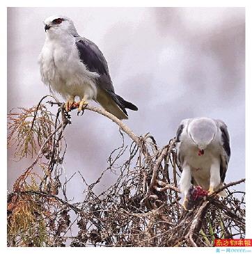 广州番禺,一只黑翅鸢雄鸟捕食田鼠给雌鸟先吃。 南都拍客 罗艺 摄