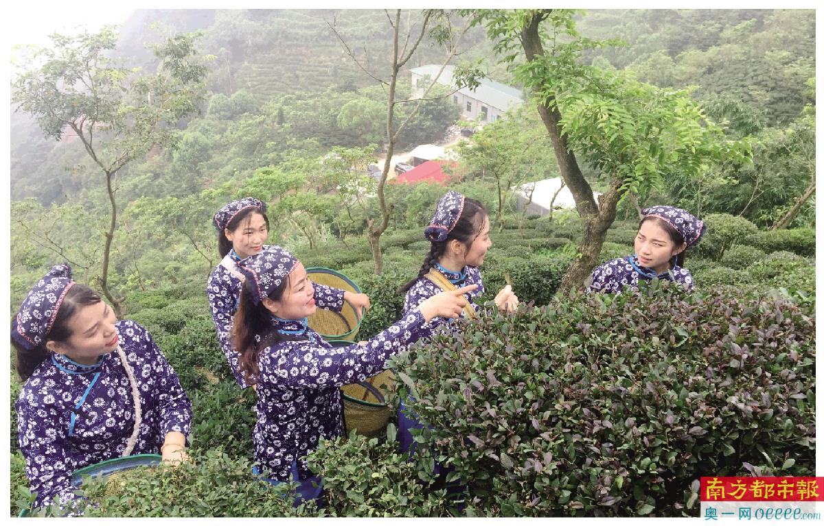 柏塘山茶园的茶娘。 南都记者 黄海林 通讯员 余剑辉 摄