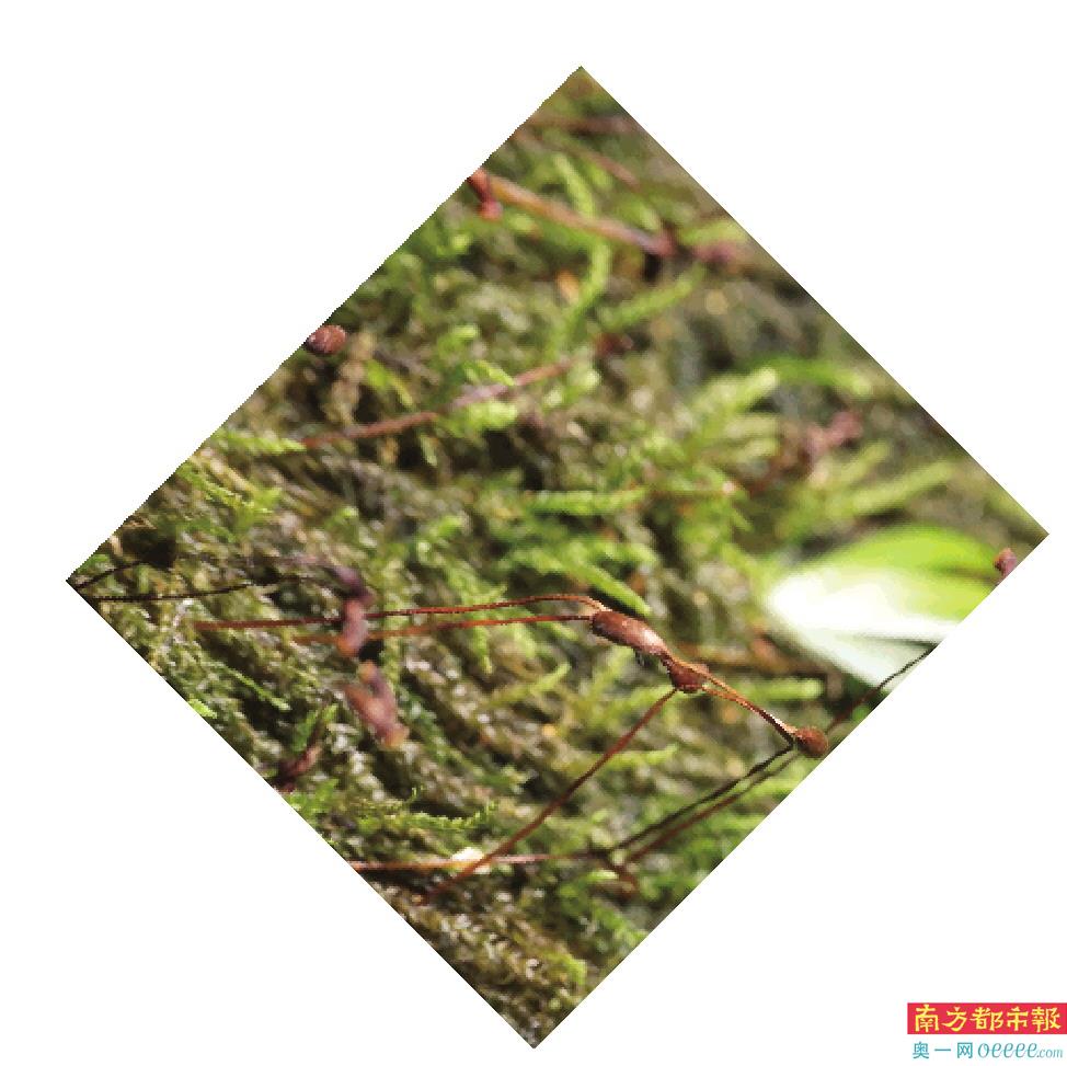 3. 东亚小羽藓。