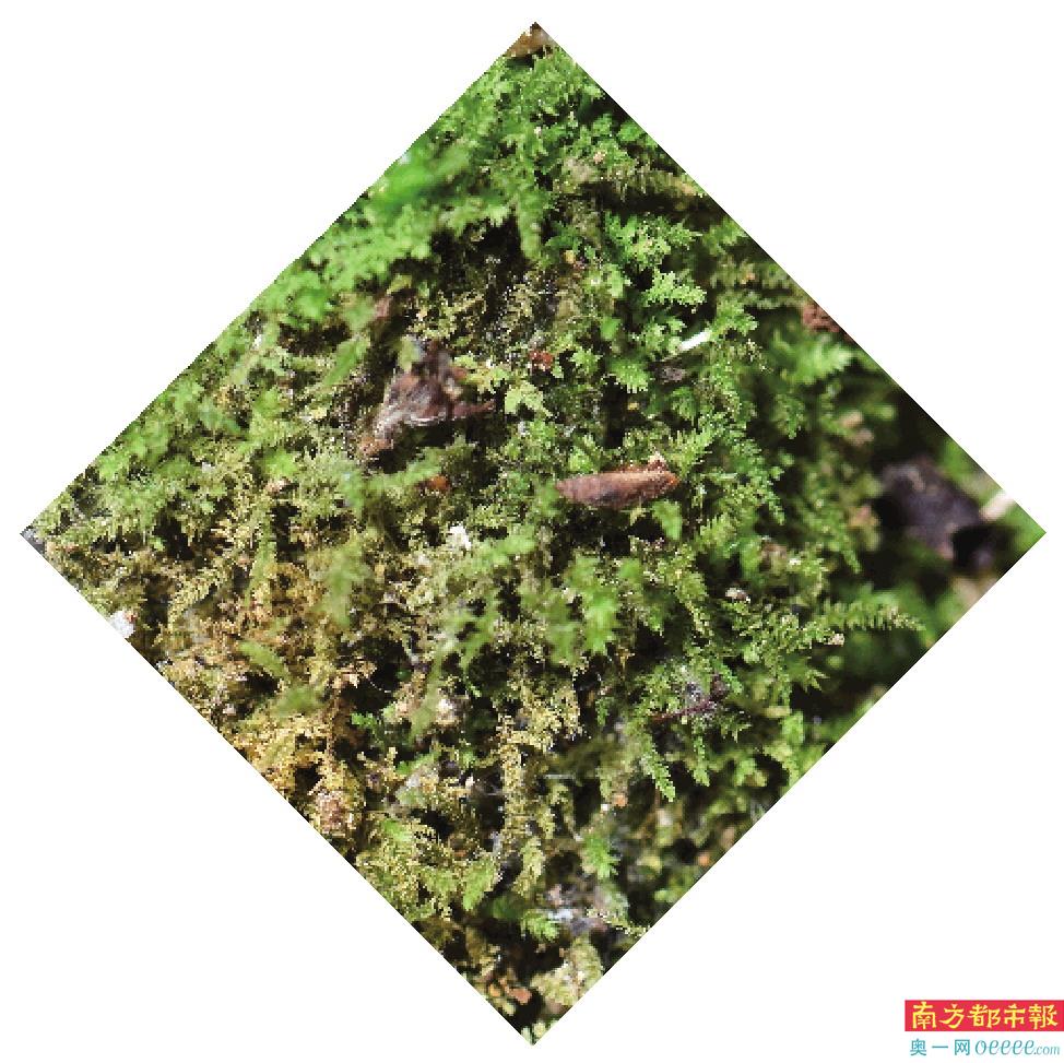 4. 异叶小羽藓。