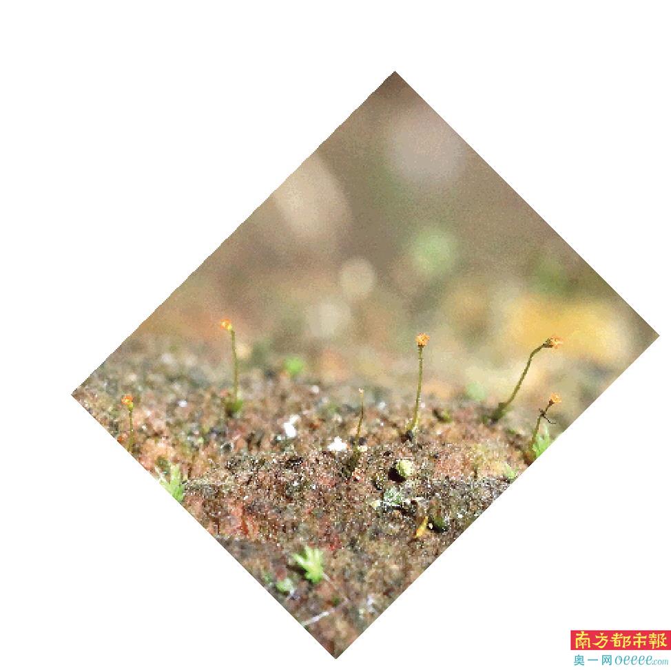 6. 微形凤尾藓东亚亚种。