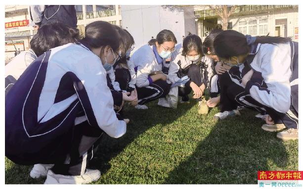新安中学高三学子遛鹅。