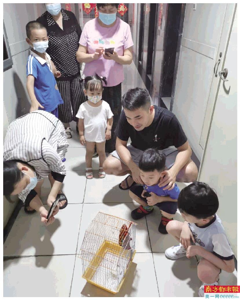 这只变色龙或为高冠变色龙,属国家二级保护动物。